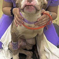adopt a pet
