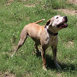 Seattle, WA - American Staffordshire Terrier/American Bulldog. Meet ...