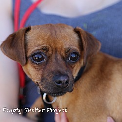Thumbnail photo of Stella *adoption pending* #3