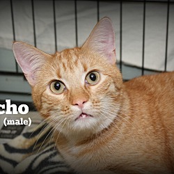 Thumbnail photo of Nacho #1