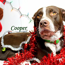 Thumbnail photo of Cooper~adopted! #2