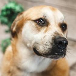 Golden Retriever Puppies For Sale In Dothan Alabama Adoptapet Com