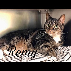 Photo of Remy