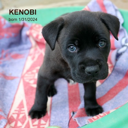 Photo of Kenobi-8829