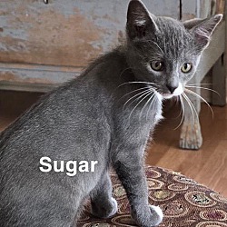 Photo of Sugar