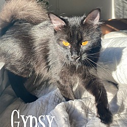 Photo of Gypsy