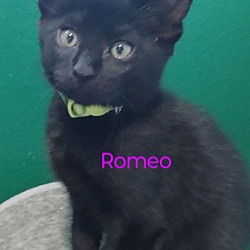 Thumbnail photo of Romeo (Purple) #1