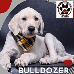 Thumbnail photo of BULLDOZER #2