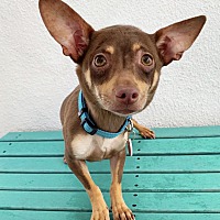 adopt a pet