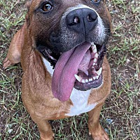 adopt a pet