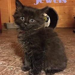 Thumbnail photo of Jewels - Adopted December 2016 #1