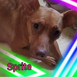 Photo of Sprite