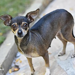 Photo of Emma (Chi Family) bonded with Chata, must be adopted together