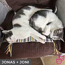Thumbnail photo of Joni (bonded with Jonas) #4