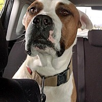 adopt-pet