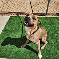 adopt a pet