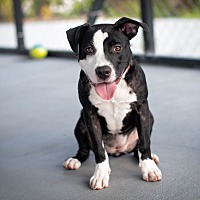 adopt a pet