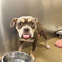 adopt a pet
