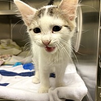 adopt a pet