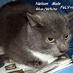 Thumbnail photo of Nelson #1