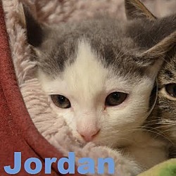 Thumbnail photo of Jordan - Adoption Pending! #2