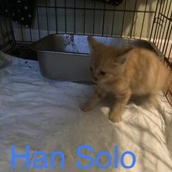 Photo of Han Solo
