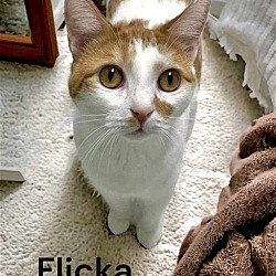 Photo of Flicka