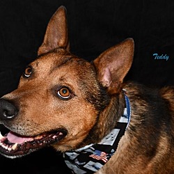 Photo of Teddy Turbo Ark