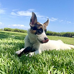 Photo of Bruno M (pup of Phoenix)