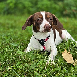 Thumbnail photo of Maggie #3