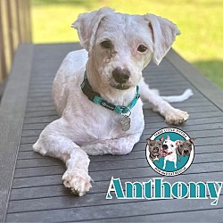 Thumbnail photo of Anthony Furever Doggie #1