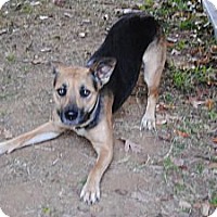 North Little Rock Animal Shelter - PetsWall