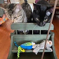 adopt a pet