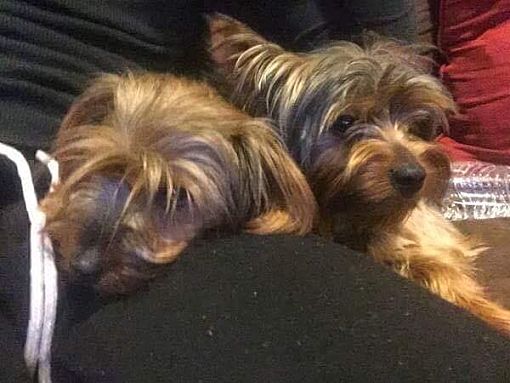 found yorkie male