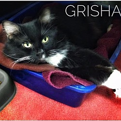 Thumbnail photo of Grisham #1