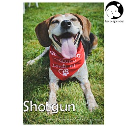 Thumbnail photo of Shotgun #1