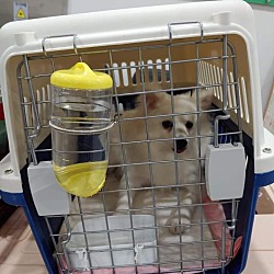 Thumbnail photo of Hyeri-7 lbs-adoption pending #3