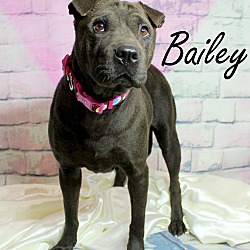 Thumbnail photo of Bailey~adopted! #1