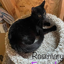 Photo of Rosemary-C KL in MS