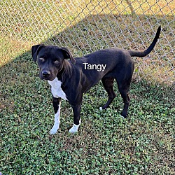 Thumbnail photo of Tangy #3