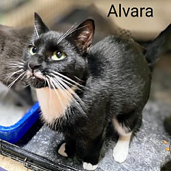 Thumbnail photo of Alvara #2