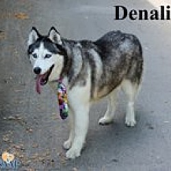 Thumbnail photo of Denali #1