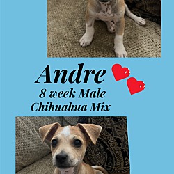 Thumbnail photo of ANDRE - 8 WEEK CHIHUAHUA #1