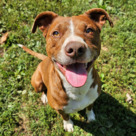 Adopt A Pet :: Red - Versailles, KY