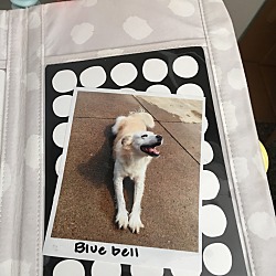 Thumbnail photo of BlueBell  #2