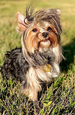 Columbia, MO - Yorkie, Yorkshire Terrier. Meet Keilala a Pet for ...