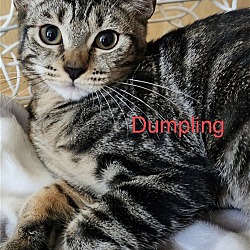Thumbnail photo of Dumpling #4