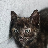 adopt-pet