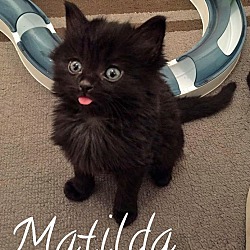 Thumbnail photo of Matilda #1