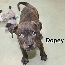Photo of Dopey